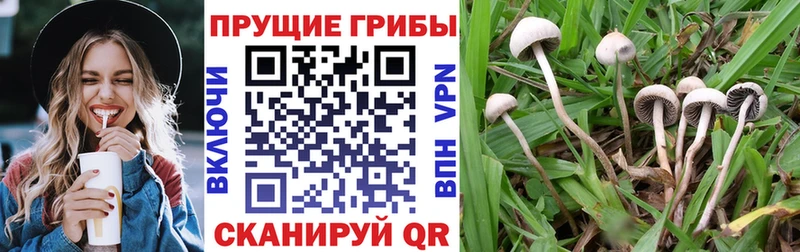 Псилоцибиновые грибы Psilocybe  Полярные Зори 